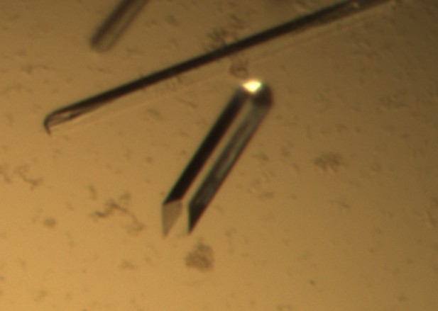 OXA-24 protein crystals
